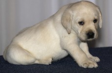 Andrex puppy loses job to computer-generated replacement