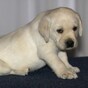 Andrex puppy loses job to computer-generated replacement