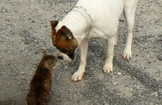 Poll: Do you have a pet?