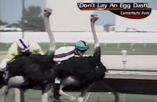 VIDEO: Ostrich racing commentator is really trying very hard