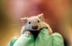 Three blind mice? New chemical helps sightless mice to see – US study