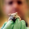 Three blind mice? New chemical helps sightless mice to see – US study