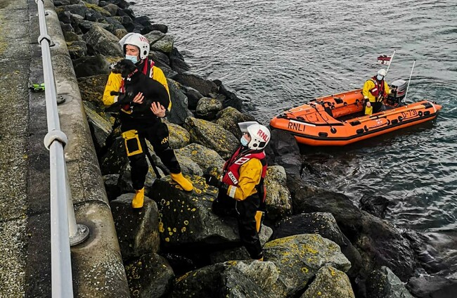 Lifeboat crew rescues dog after slip near Dun Laoghaire pier