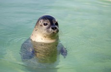 Quiz: How much do you know about seals?