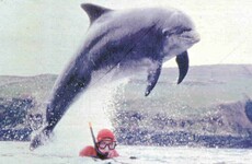Opinion: Close encounters of the dolphin kind - swimming with Dingle's beloved Fungie