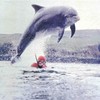 Opinion: Close encounters of the dolphin kind - swimming with Dingle's beloved Fungie