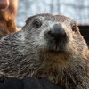 It’s Groundhog Day in a time of pandemic