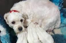 ISPCA shuts down illegal puppy farm in Offaly