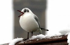 What is a 'Chirp'? · TheJournal.ie