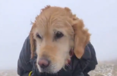 'She didn't have the energy to bark or stand': Dog missing for two weeks found in Wicklow Mountains