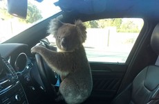 Koala rescued after causing five-car pileup in Australia