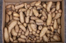 EPA clears way for field trials of blight-resistant GM potato