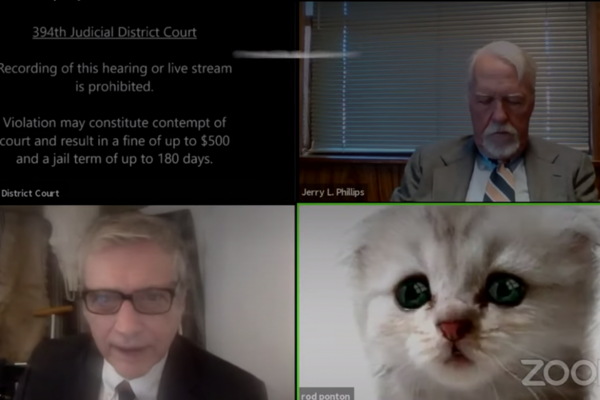 I M Not A Cat Lawyer Goes Viral For Accidental Kitten Filter