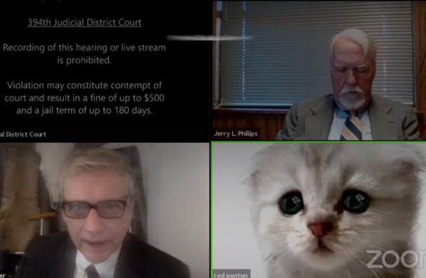 I M Not A Cat Lawyer Goes Viral For Accidental Kitten Filter