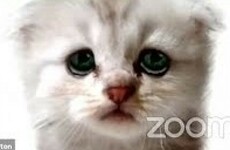 Quiz: How much do you know about cats?