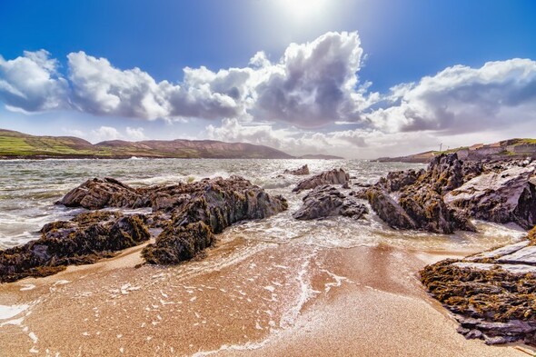 Reports of dead seals on coasts doubled in 2020, charity says - Vimarsana News