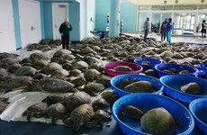Thousands of sea turtles rescued during freezing cold snap in Texas