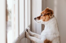 Your evening longread: A 'bad dog' named Jack