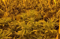 Man arrested as €270,000 worth of cannabis plants seized during raid of property in Co Laois