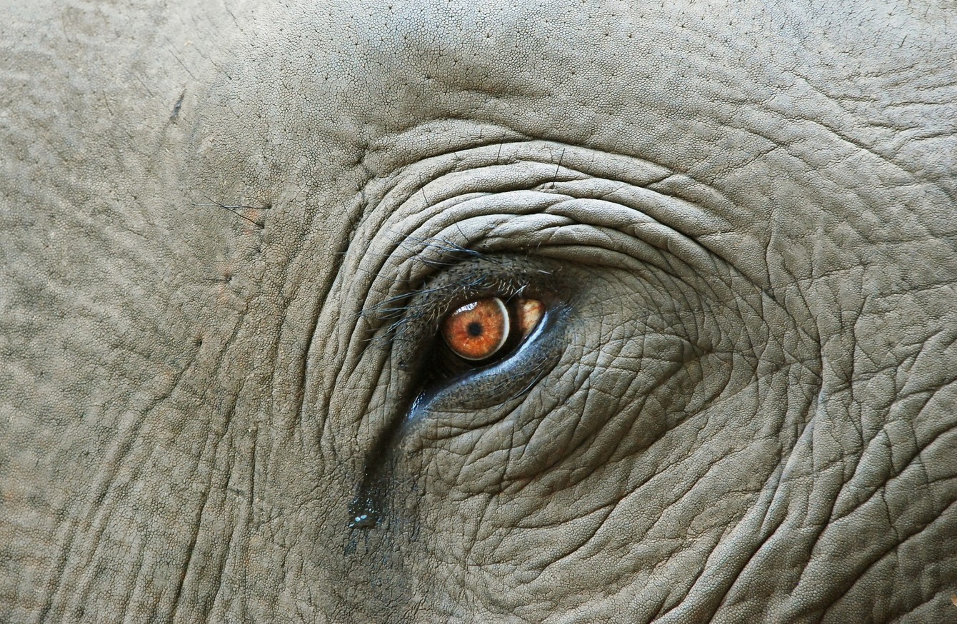 Взгляд слона