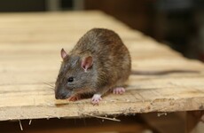 Dublin requests for HSE pest control increased by around one-fifth last year
