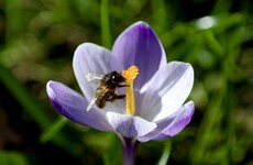 Poll: Is today the first day of spring?