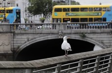 Pollution causes around 725 deaths in Dublin each year, with 144 linked to diesel emissions, study finds