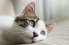 Your evening longread: The serial cat killer