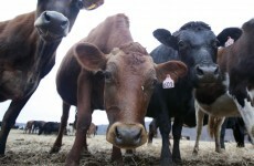 Russia: Girl, 5, found living in cowshed