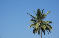 Programmers sought for dream job on tropical island