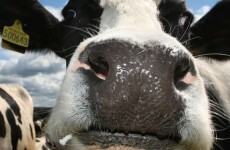 Science’s next big quandry: How do cows make friends?