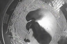 PANDAWATCH! Panda cub born at San Diego Zoo