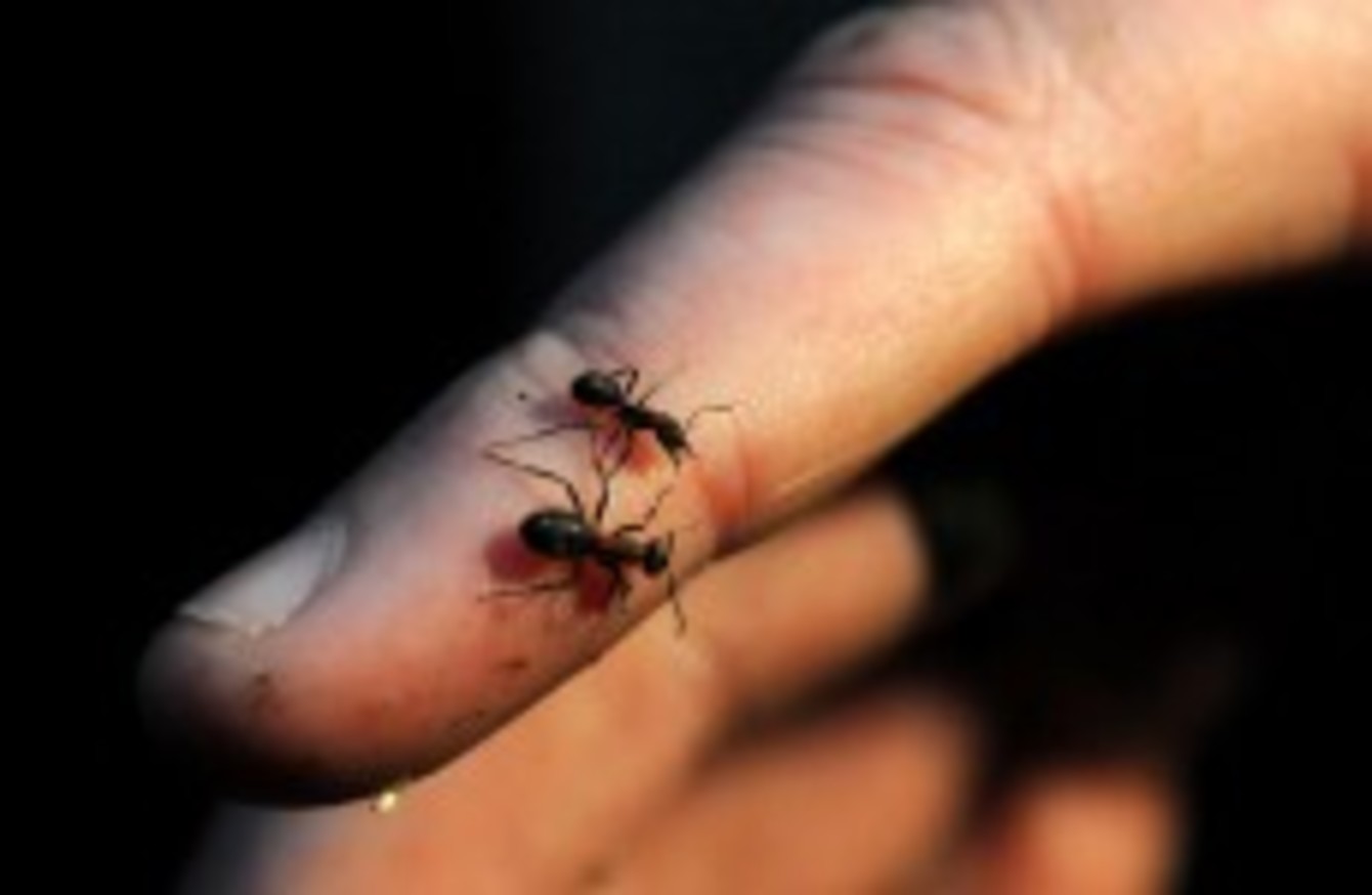 укусы рыжих муравьев фото