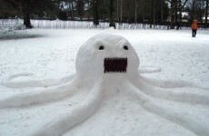 Forget Paul the octopus: meet Sneachta-pus