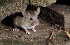 Farmers battle to save crops after 'plague' of mice invade Australia's rural east