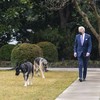 Joe Biden’s dogs back at White House after banishment ended