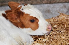 Opinion: Vulnerable unweaned calves need protection in our export trade
