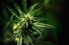 One arrest as €215k worth of drugs seized in Kildare