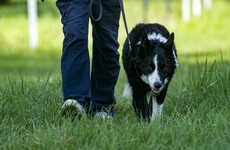 Opinion: A plea to dogowners - keep them on the lead?