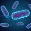 E. coli outbreak identified at setting in Mid-West region