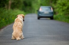 Your evening longread: Why animals don't get lost