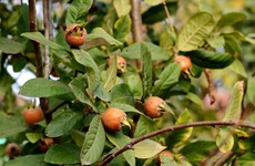 Your evening longread: The forgotten medieval fruit