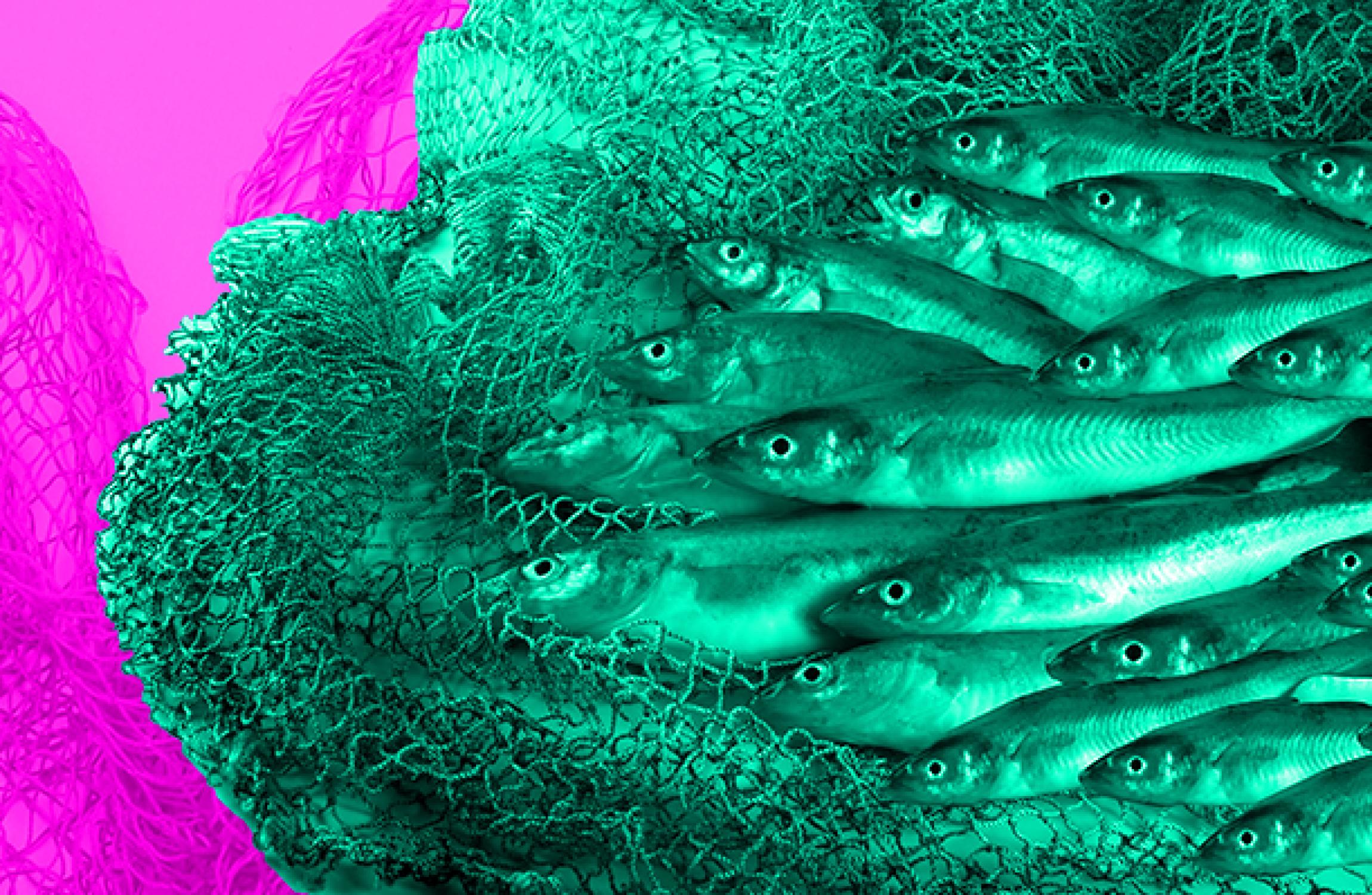 Endangered fish thrown away and dead whales on our shores: Fishing's ocean impact - Vimarsana News