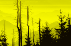 State warned by EU official in 2017 over eco-credentials of forestry licensing process