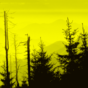State warned by EU official in 2017 over eco-credentials of forestry licensing process