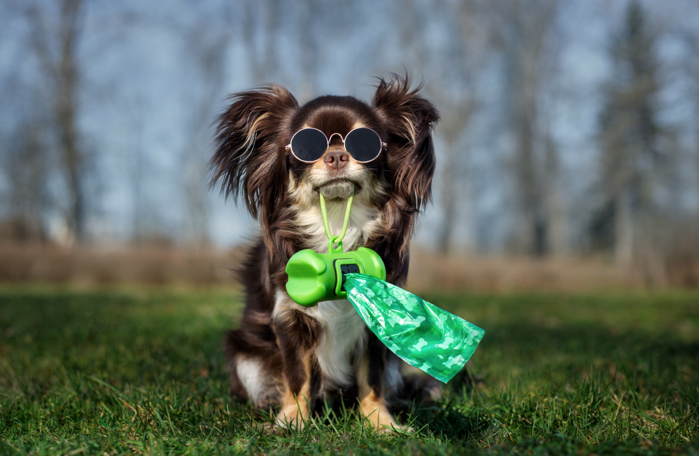 Opinion: Dog fouling is driving Ireland's residents barking mad - Vimarsana News