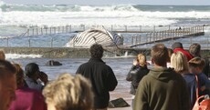 In photos: dead whale found in Australian pool