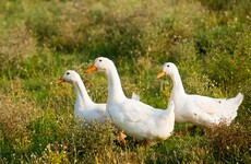 Quiz: How much do you know about farm animals?