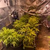 Gardaí find suspected cannabis growhouse inside converted horsebox in Tipperary
