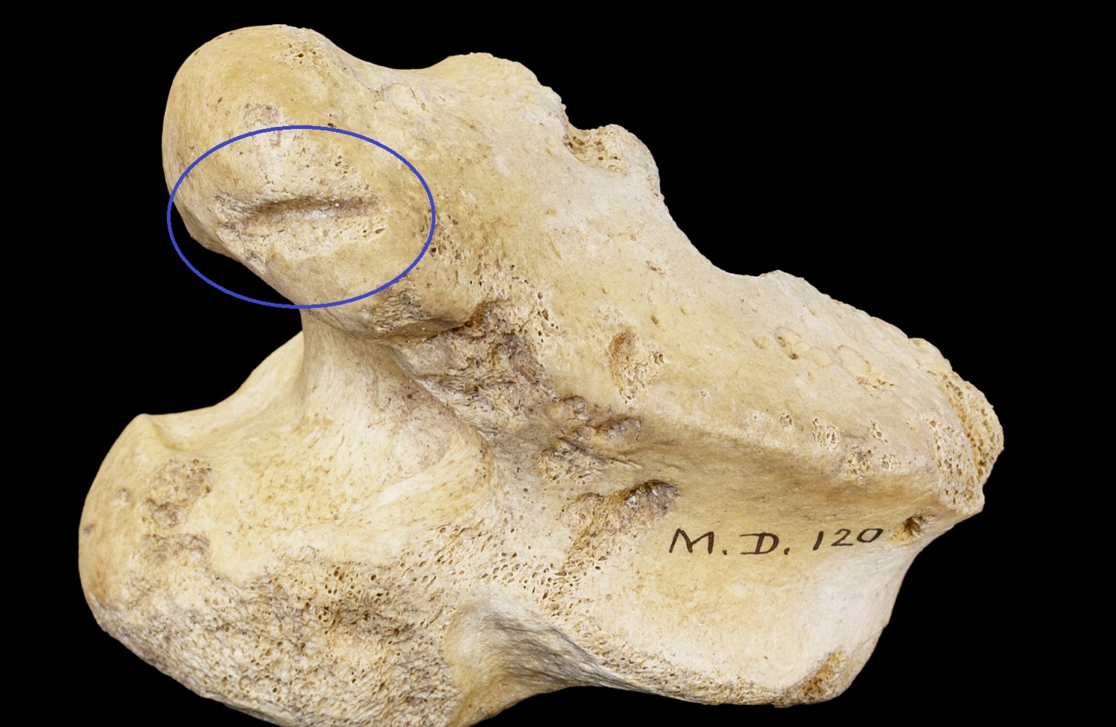 Reindeer bone found in Cork cave shows human activity in Ireland 33,000 years ago - Vimarsana News